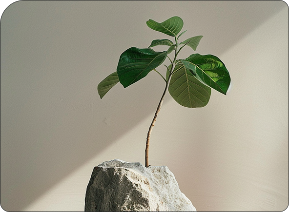 Growth illustration